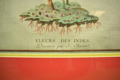 Fleurs des Indes