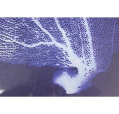 Silk Screen Blue Coral Fan w/ Gilt Bamboo Frame