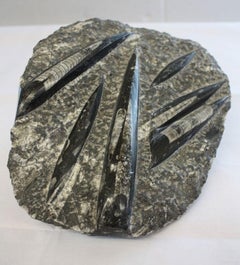 Authentic Ammonite Fossil Cluster