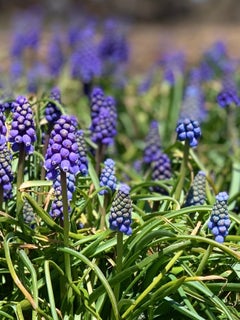 Hyacinths-Anchor Bay ( baie de raisin) , Michigan . Photographie.