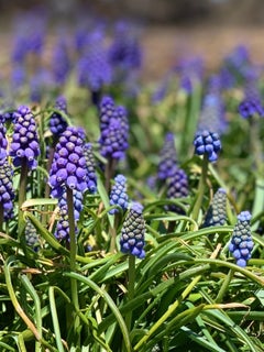 Grape Hyacinths-Anchor Bay, Michigan. Photograph.