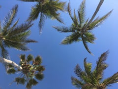 View from My Hammock-Photograph 