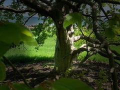 Bois de hêtre en photographe printemps. 