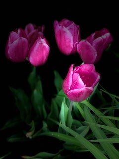 Tulipanes, 23 de abril de 2020-Fotografía
