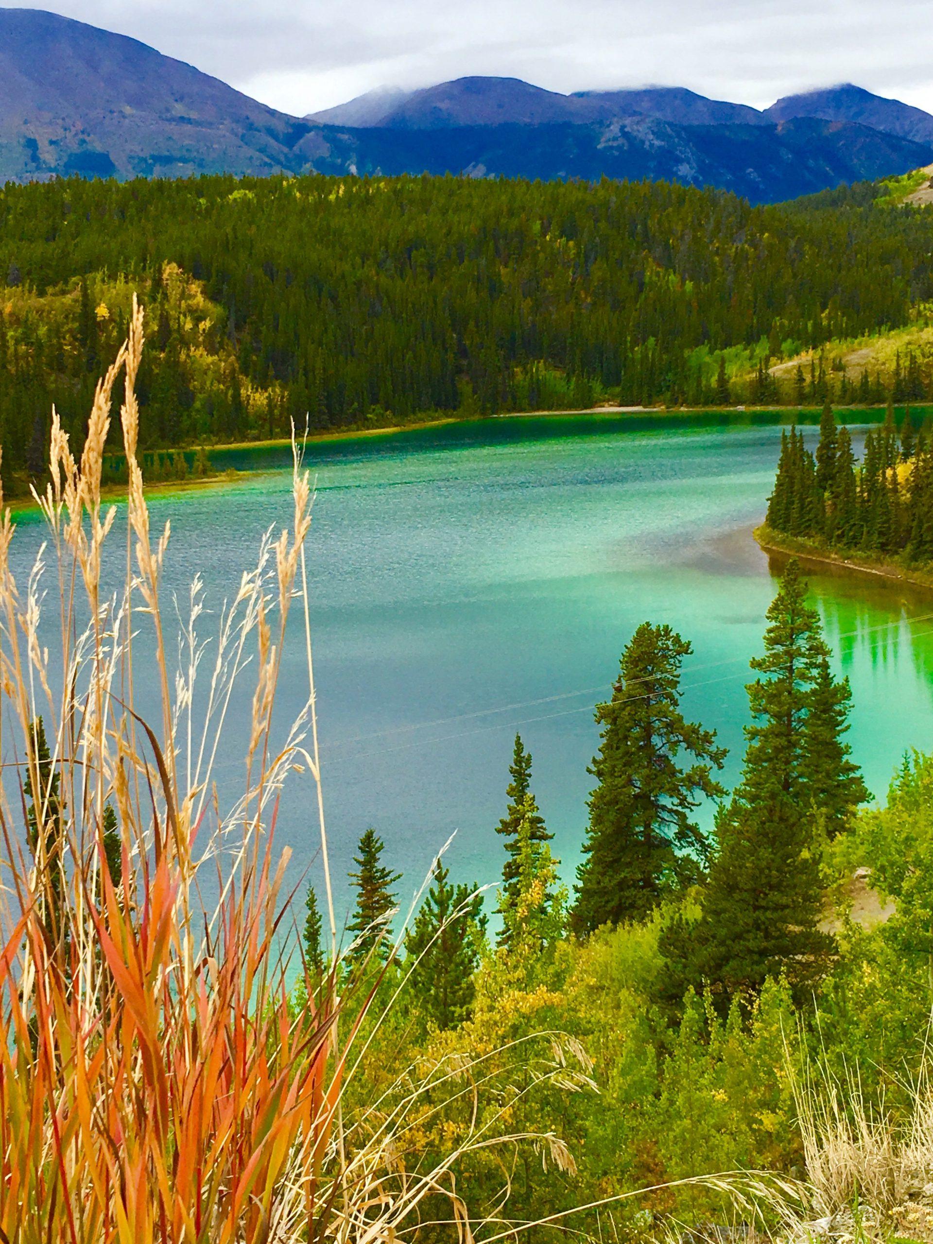 Deborah Benedic Landscape Photograph - Fireweed on Emerald Lake-Photograph 
