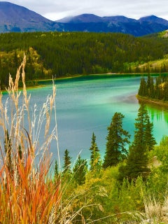 Fireweed on Emerald Lake-Photograph 