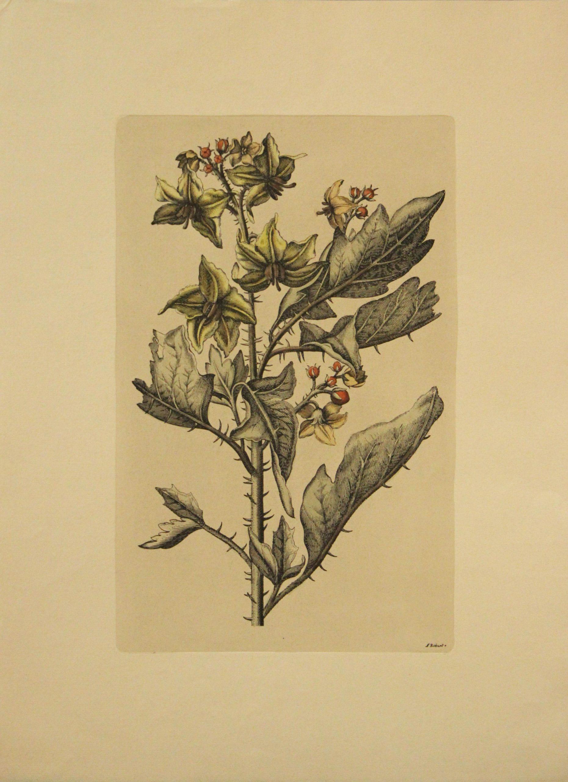 Still-Life Print di Nicholas Robert - (Titolo sconosciuto)- Stampa botanica. Stampato in Italia