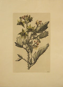 Retro (Title Unknown)-Botanical Print. Printed in Italy