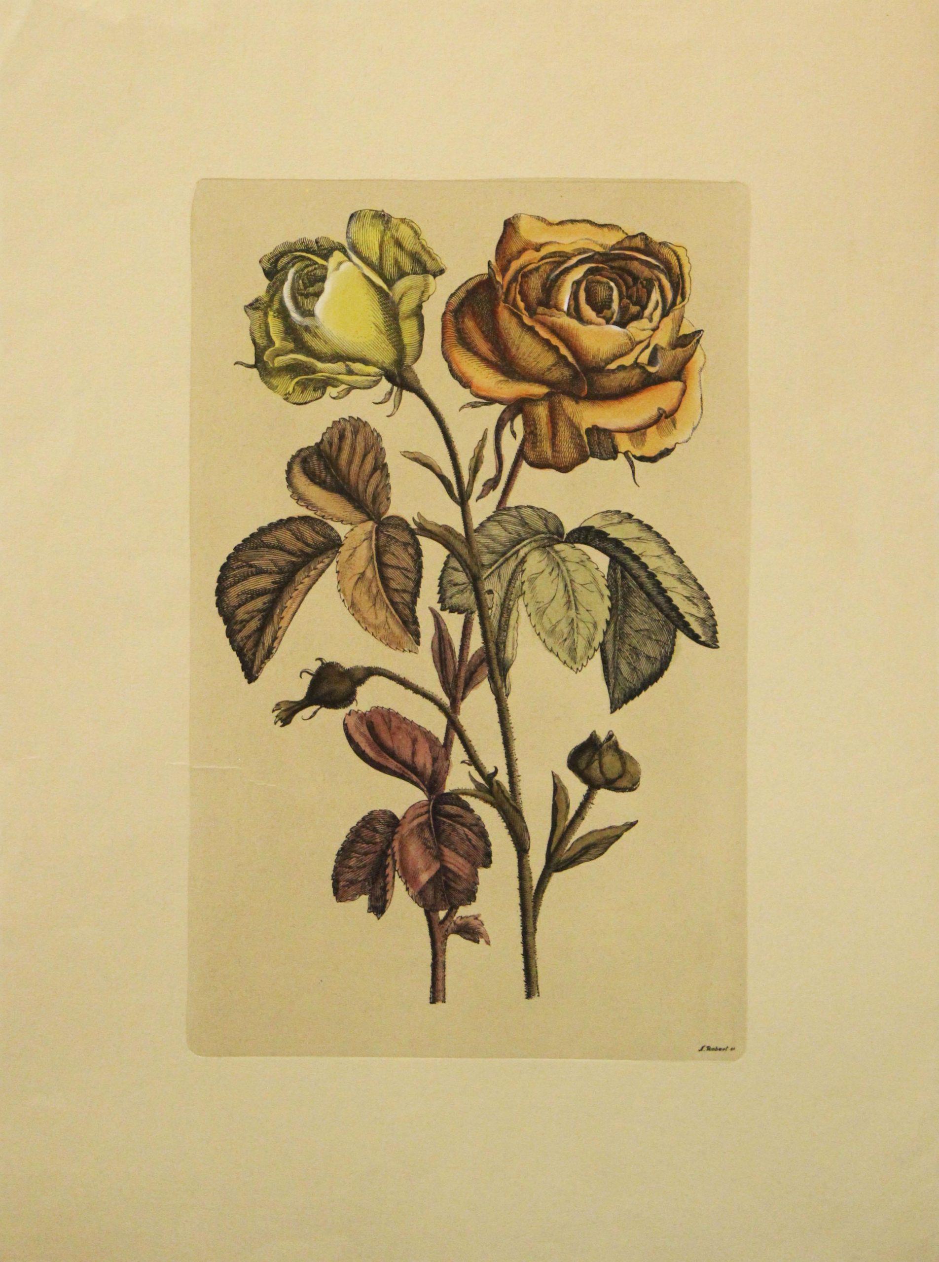 Nicholas Robert Still-Life Print – (Title Unknown)-Botanischer Druck. Gedruckt in Italien