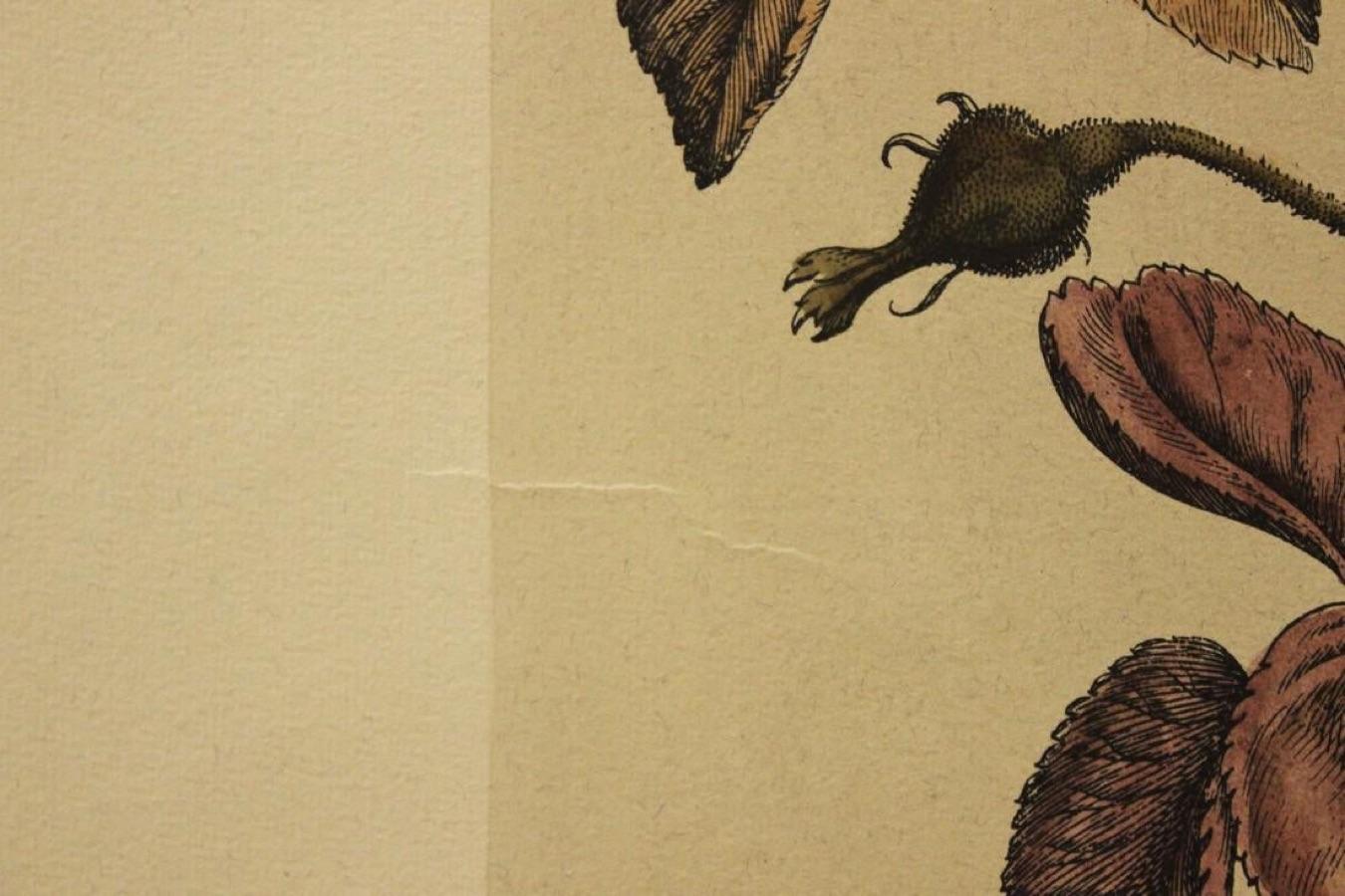 (Titolo sconosciuto)- Stampa botanica. Stampato in Italia - Print di Nicholas Robert