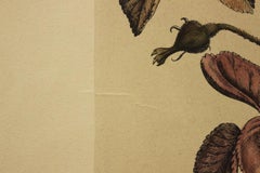 (Title Inknown) - ImpressionBotanical. Imprimé en Italie