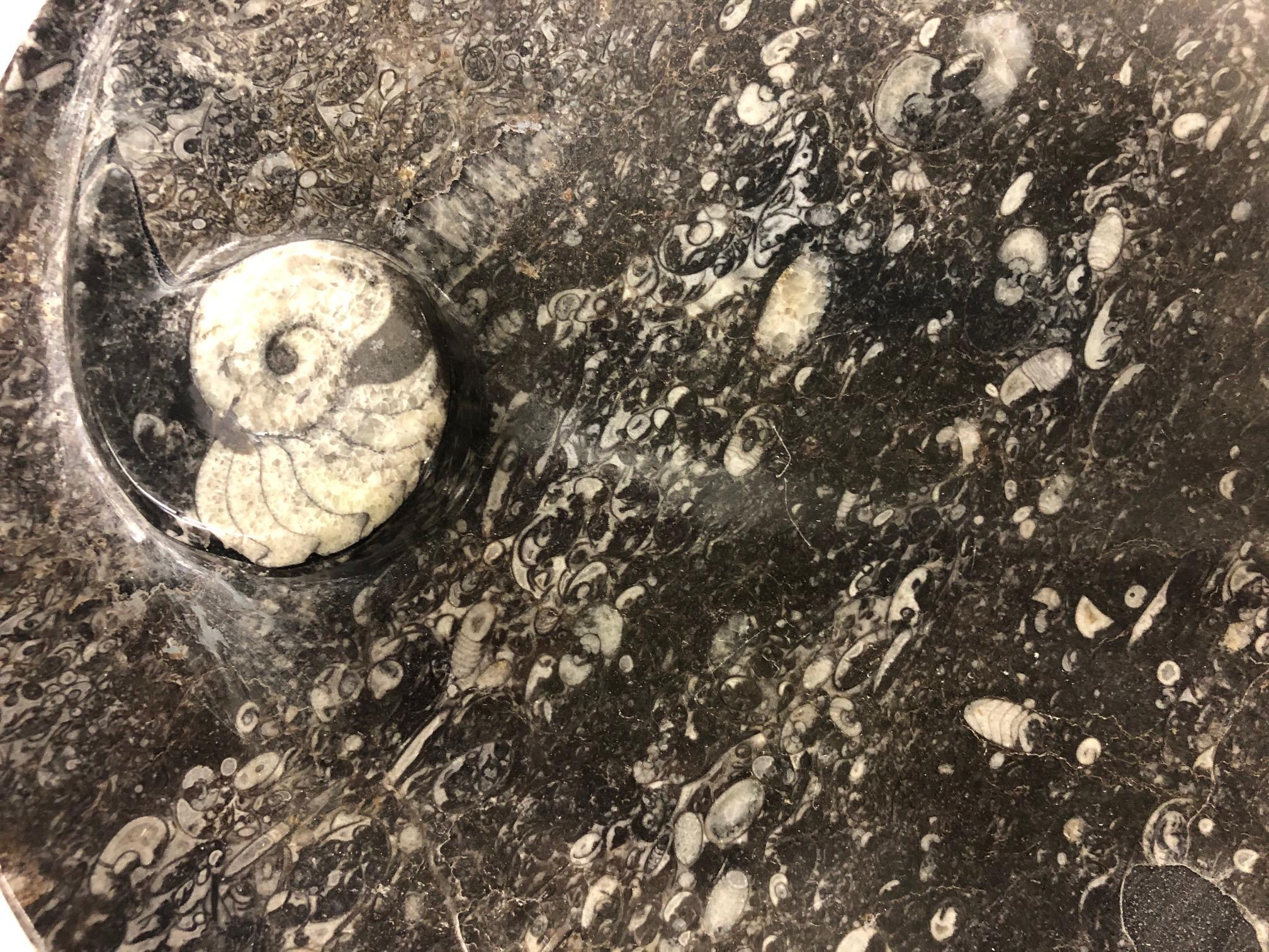 Die Platte ist rund mit weißen Fossilien und schwarzem Stein. Misst 12 Zoll im Durchmesser. Guter Zustand. 




