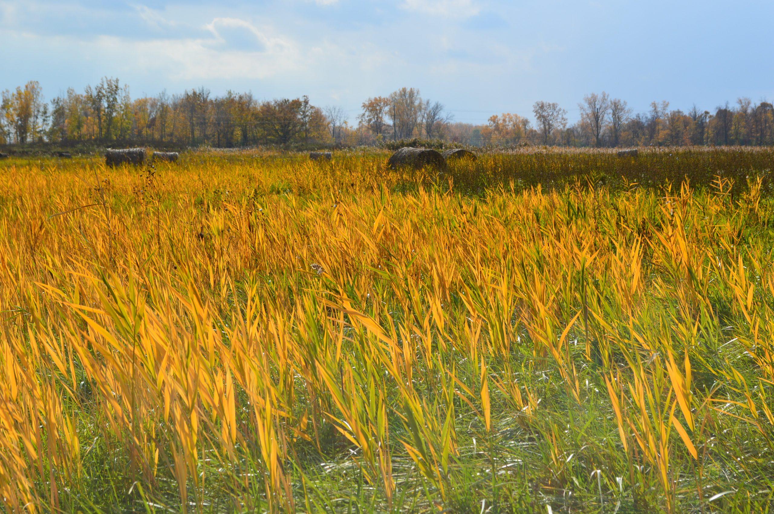 Deborah Benedic Landscape Photograph - The Bales of October-Photograph