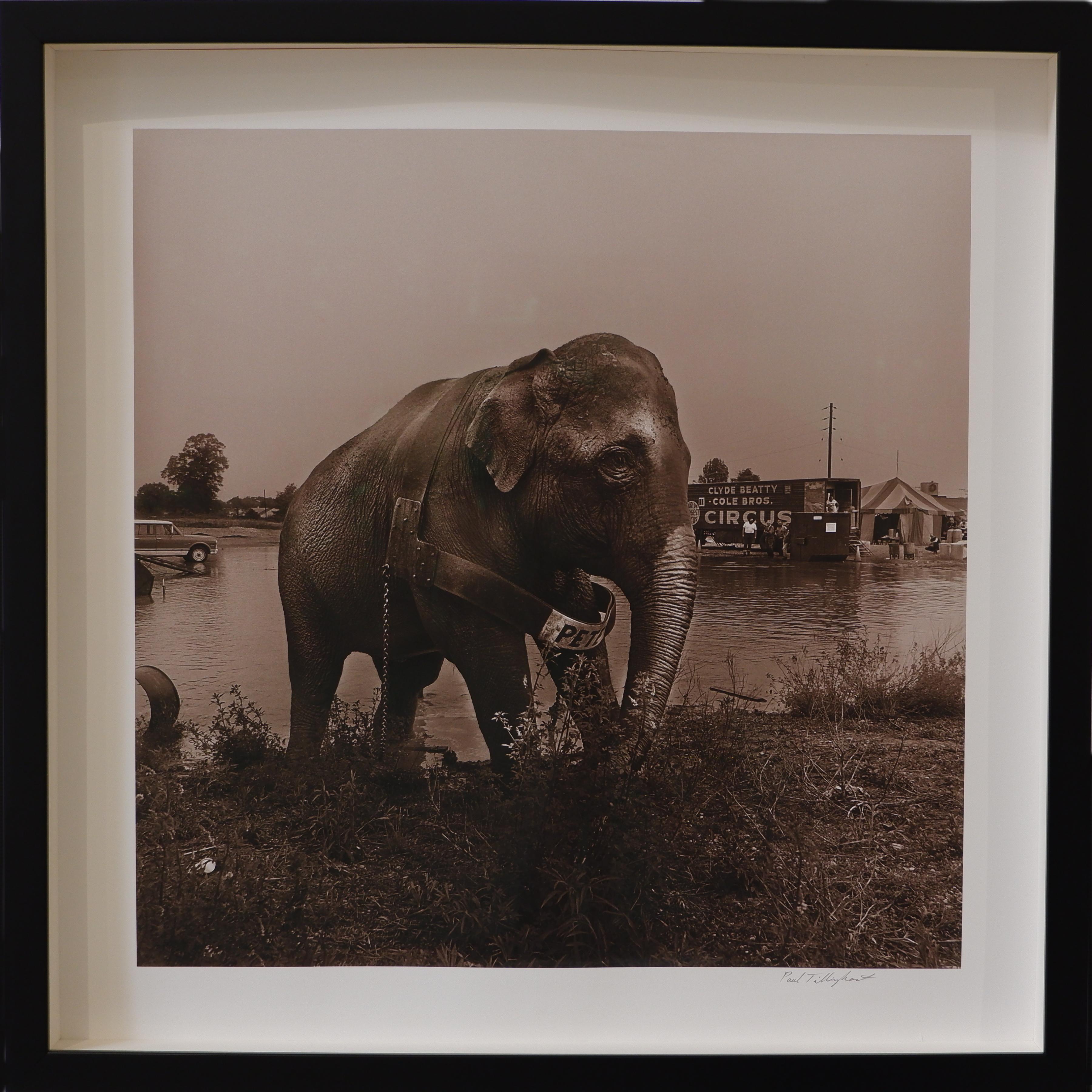 Paul Tillinghast  Figurative Photograph - Elephant and water