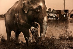 Elephant and water
