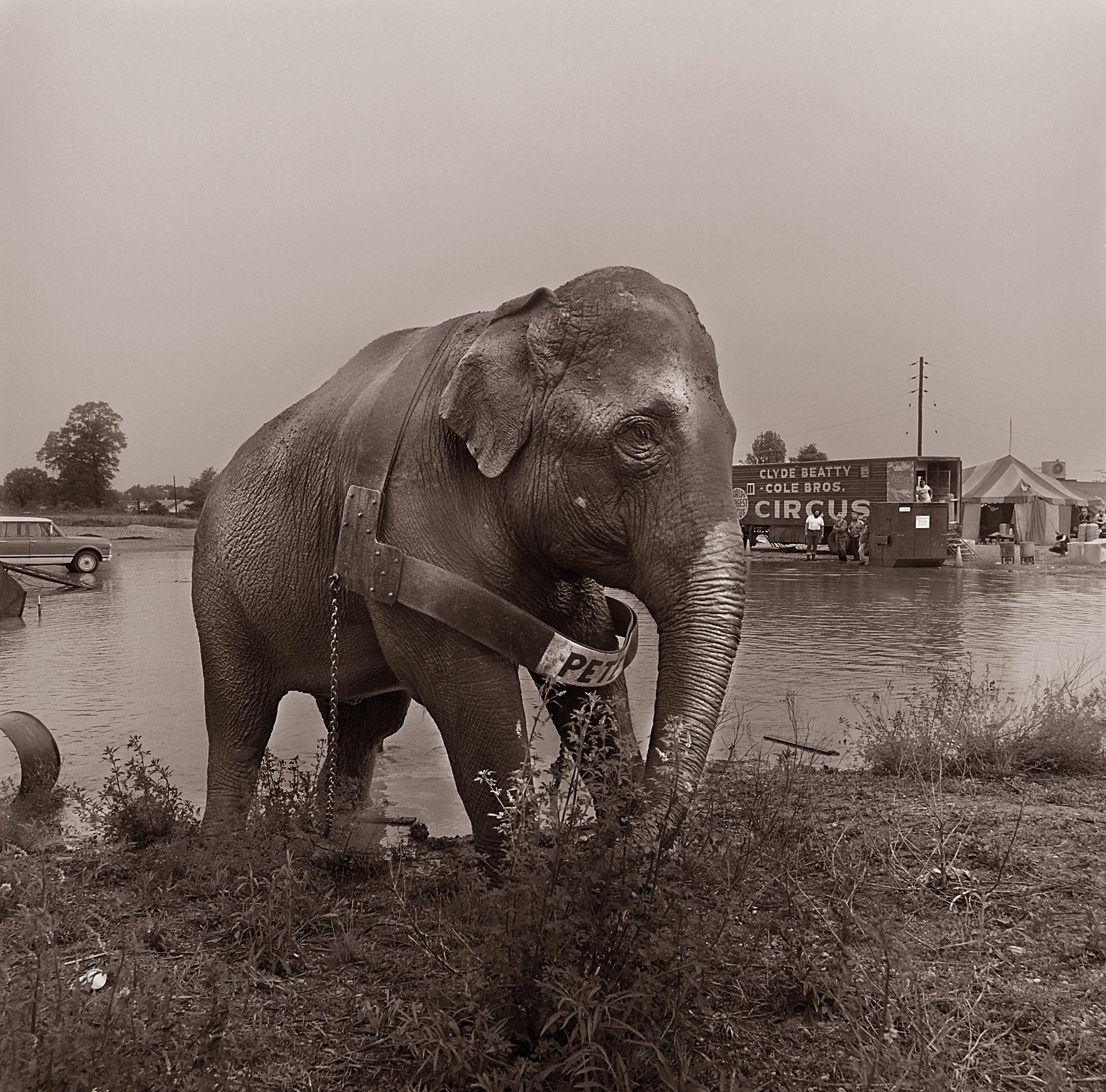 Elephant and water For Sale 1