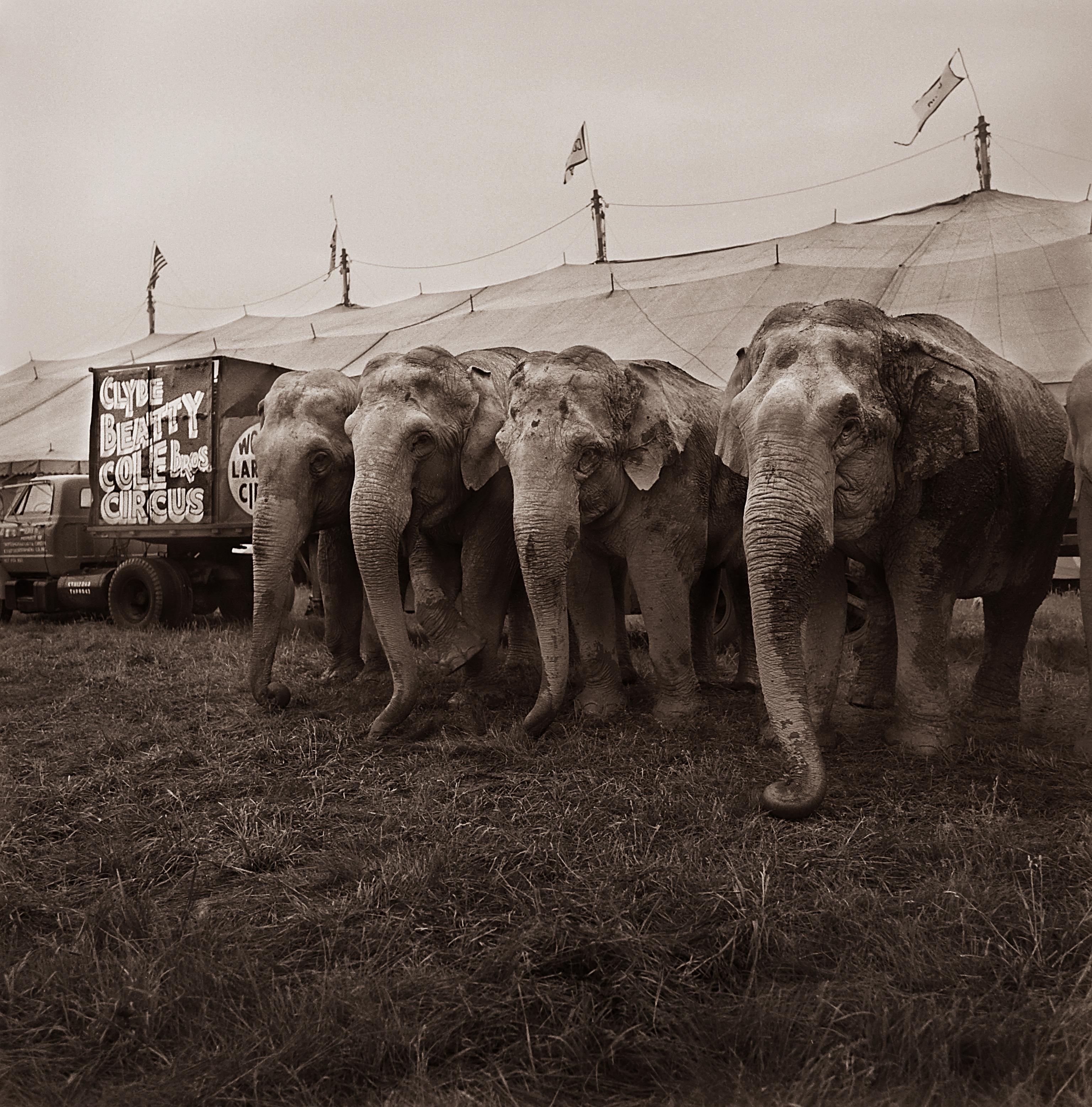Paul Tillinghast  Figurative Photograph - Four elephants