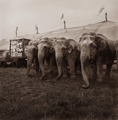 Four elephants