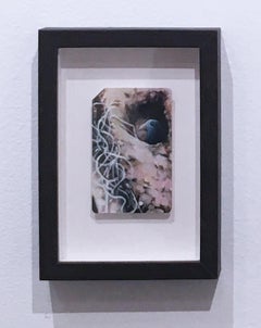 Metrocard Bird #1, 2017, bower bird, nature, animal, pattern, drawing, framed