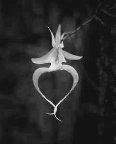 Vintage Ghost Orchid #1  Clyde Butcher 20" x 16" Black and White Print