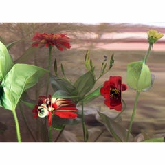 "Zinnia Elegans"  (Red) Flower in Time Lapse Contemporary  Photography