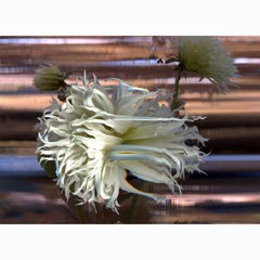 Tsuki-Yori-No-Shisha Dahlia, Abstract Flower Time Lapse Photography