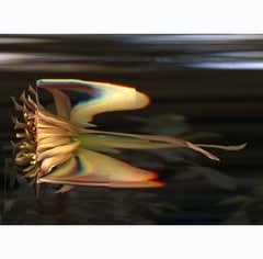  " Dahlia"  Abstract Flower in Time Lapse Contemporary Photography