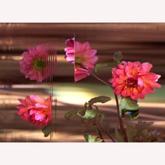 "Golden Scepter Pompon Dahlia" Abstract  Pink Flower in Time Lapse Photography