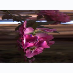 "William Baffin Rose" Flower, Abstract Time Lapse Contemporary  Photography