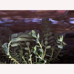 "Succulent" Abstract Time Lapse Contemporary  Color Photography