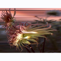  "Fimbriated Dahlia" Abstract Time Lapse Contemporary  Color Photography