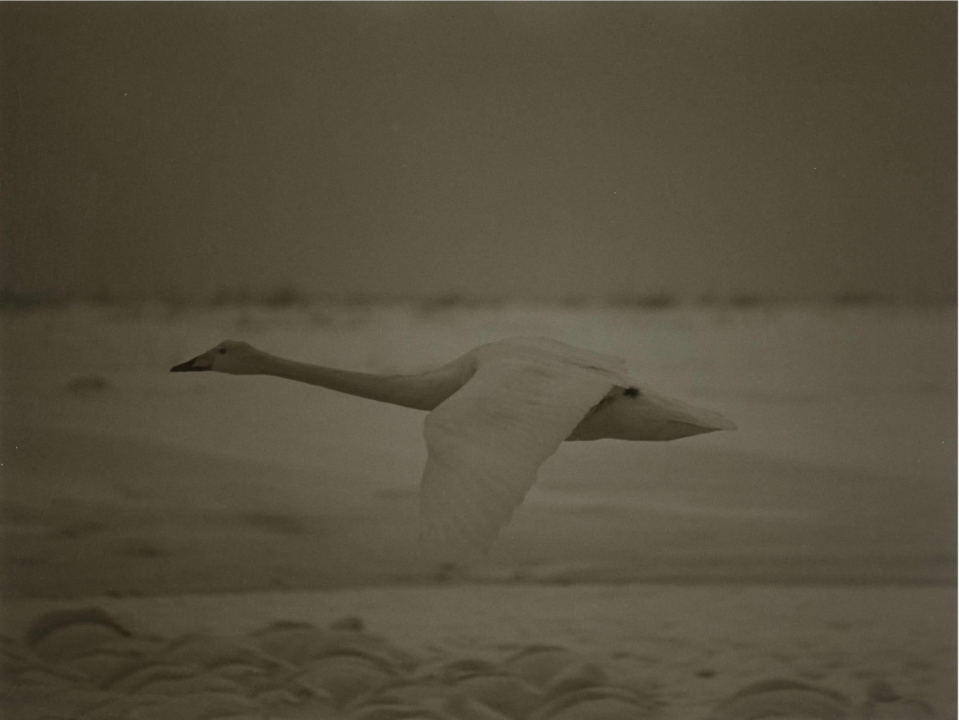 Hideoki Hagiwara Black and White Photograph - Hideoki, Swan,  Black & White, Hokkaido 1978, First Edition, 30" x 40"