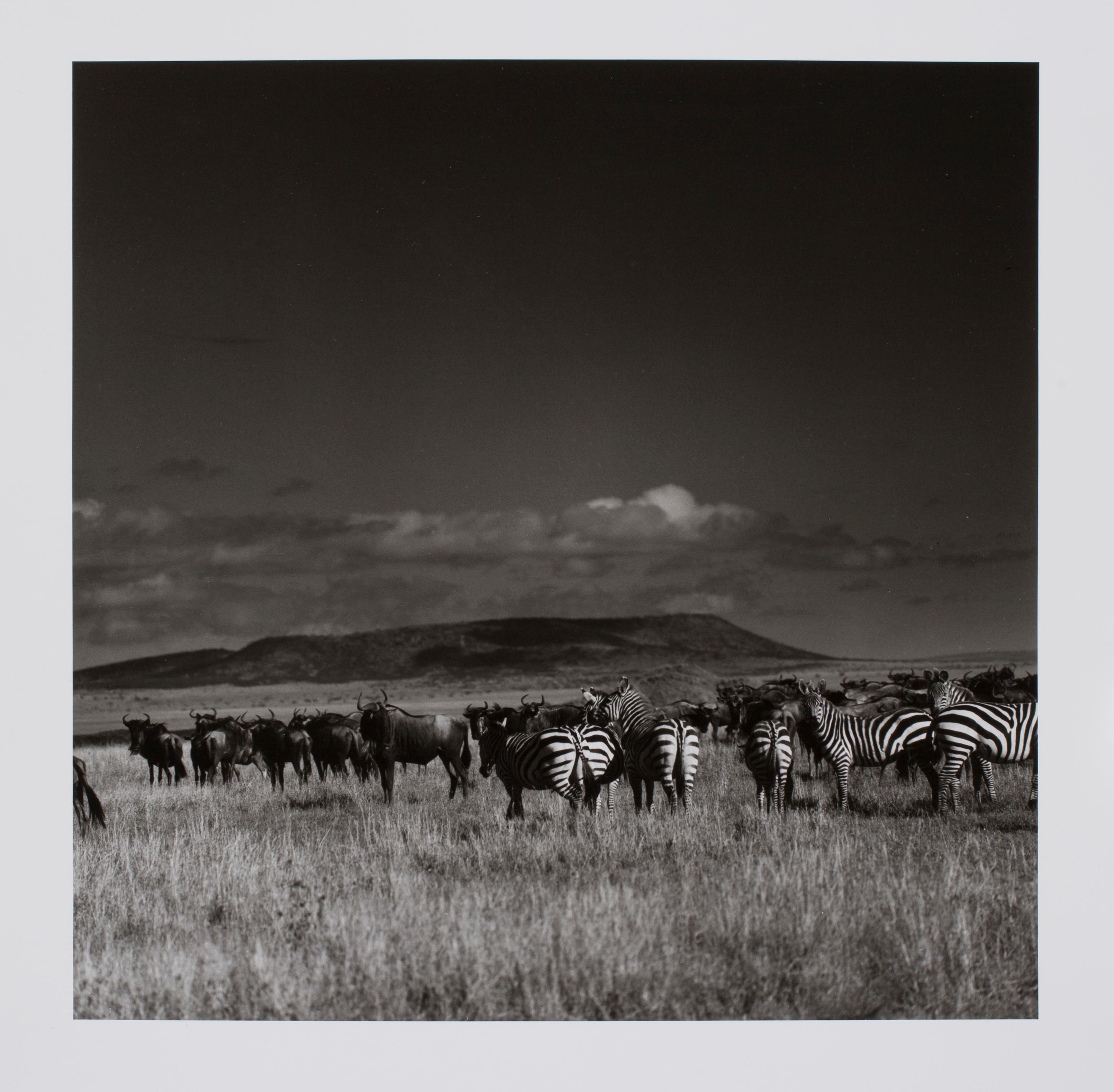 Hideoki Hagiwara Black and White Photograph - Hideoki, Black & White, Photography, Gnus & Zebras, Tanzania, 1994, 16" x 20"