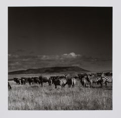 Hideoki, Black & White, Photography, Gnus & Zebras, Tanzania, 1994, 16" x 20"