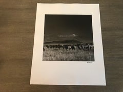 Hideoki, Black & White, Photography, Gnus & Zebras, Tanzania, 1994, 16" x 20"