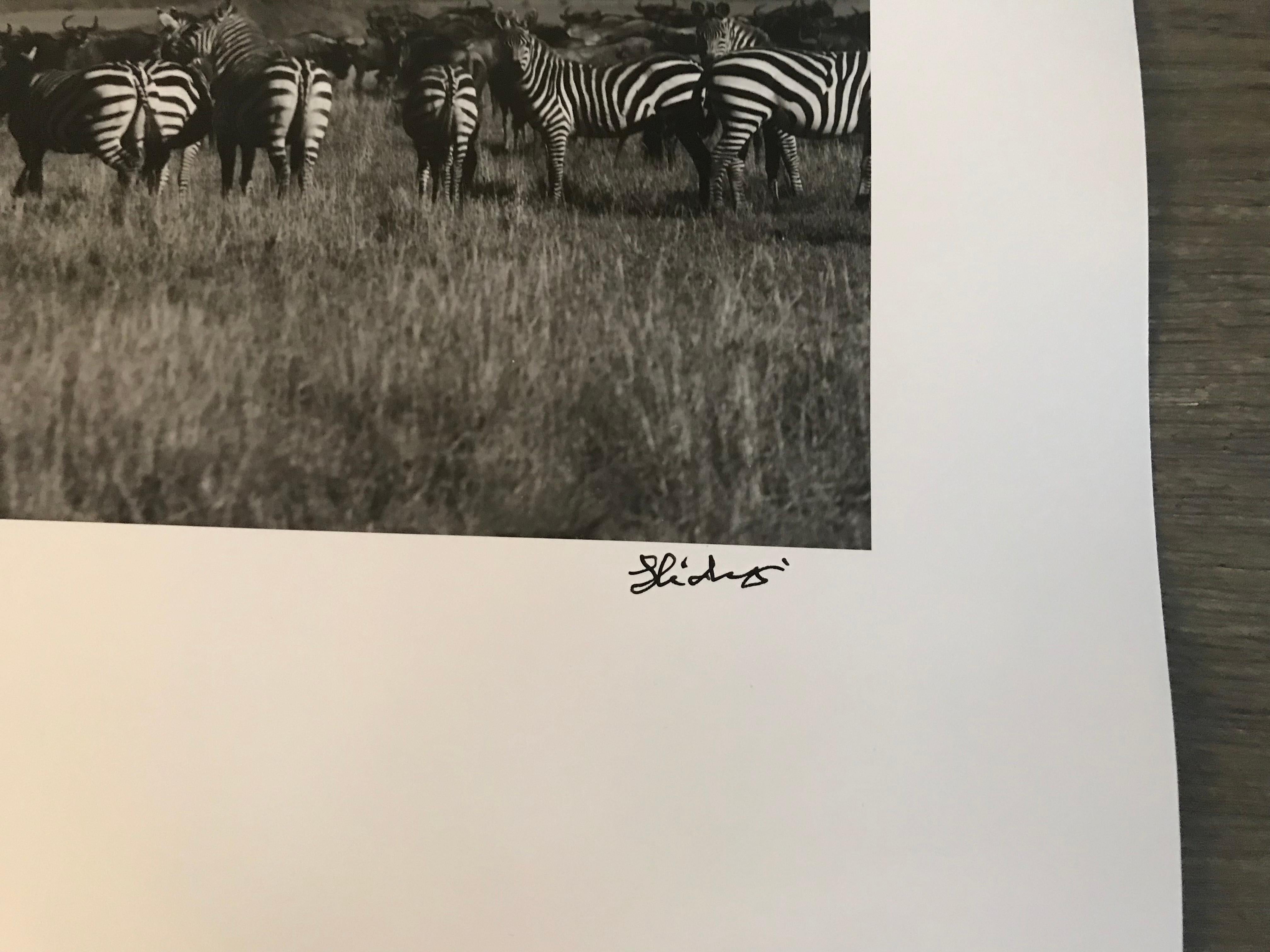 Hideoki, Black & White, Photography, Gnus & Zebras, Tanzania, 1994, 16
