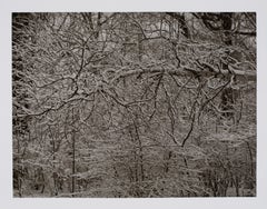Hideoki, Black & White, New Jersey, 1970, Snowy Tree Branches, 16" x 20"