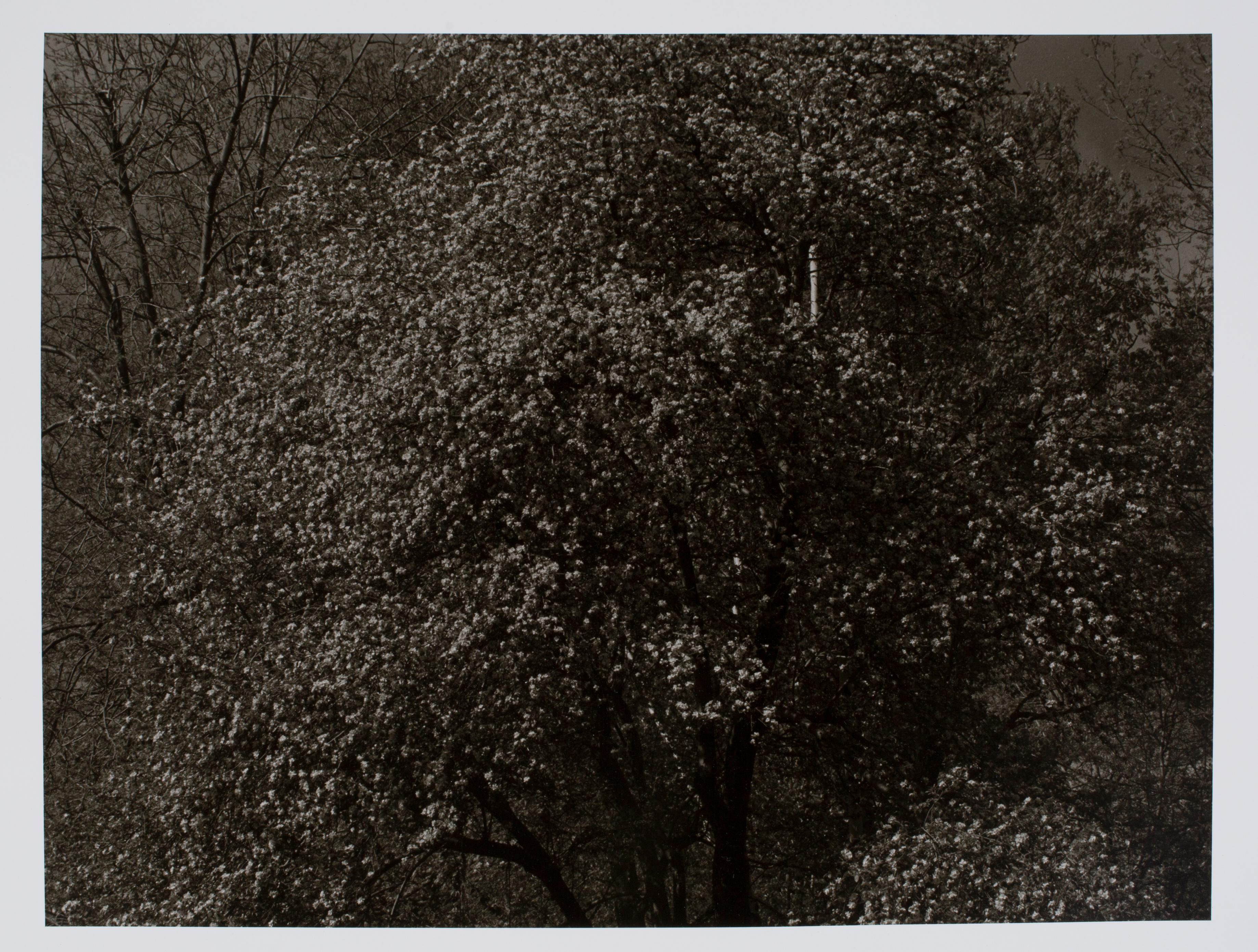 Hideoki Hagiwara Black and White Photograph - Hideoki, Black & White, Photography, Backyard, USA, 1988, 16" x 20"