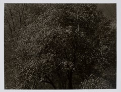 Hideoki, Black & White, Photography, Backyard, USA, 1988, 16" x 20"