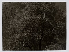 Hideoki, Black & White, Photography, Backyard, USA, 1988, 16" x 20"