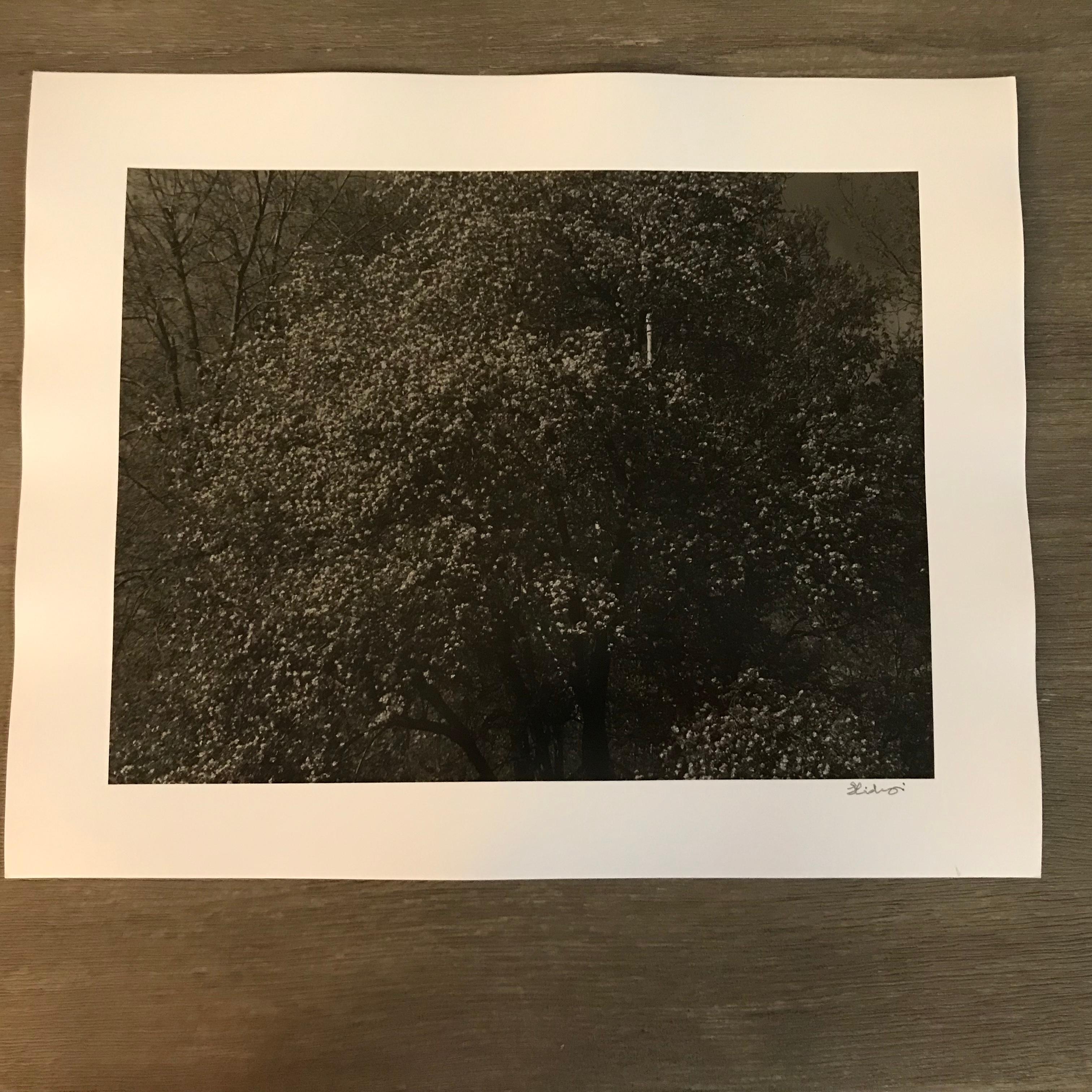Hideoki, Black & White, Photography, Backyard, USA, 1988, 16