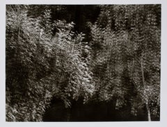 Hideoki, Black & White Photography, Backyard, USA, 1988, 16" x 20"
