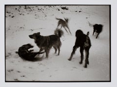 Vintage Hideoki, Black & White Photography, Dogs Playing on Snow, Montauk, 1970