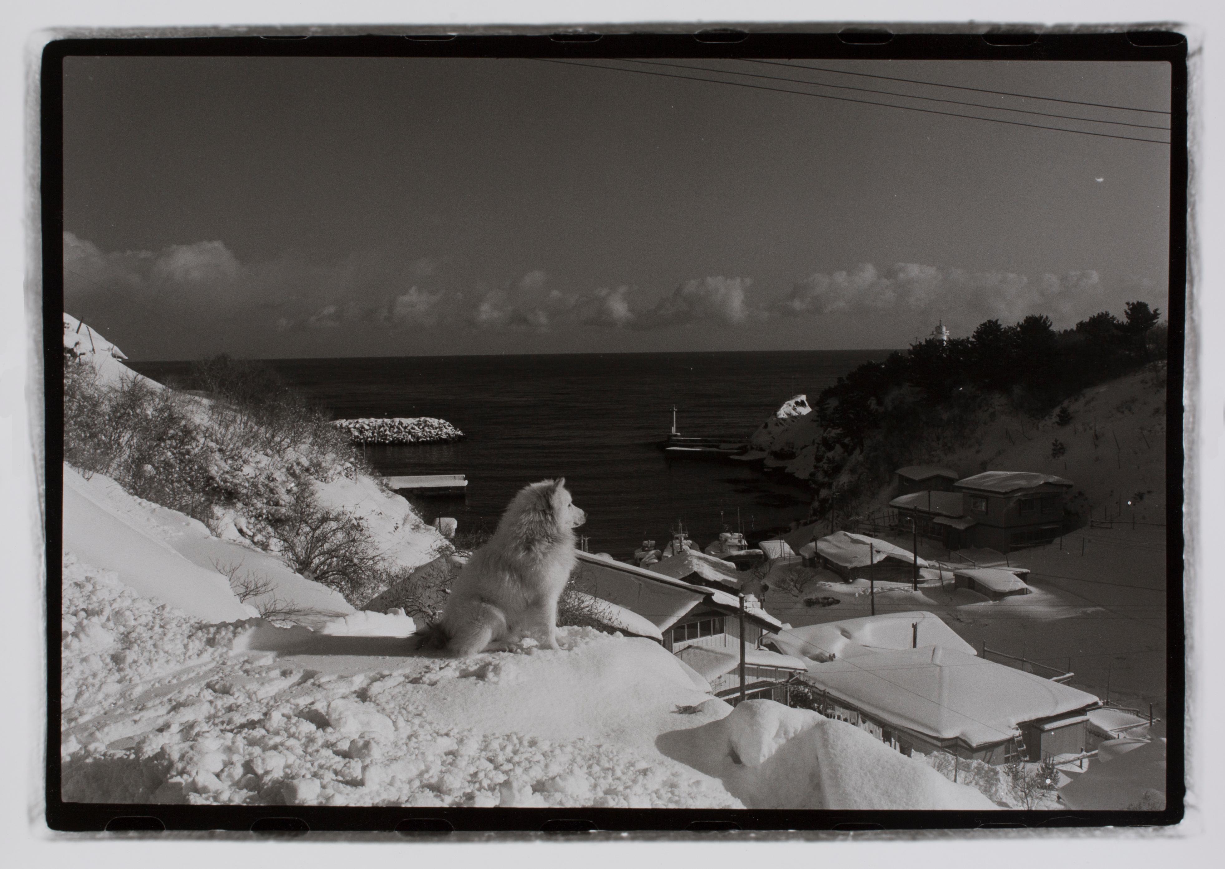 Hideoki Hagiwara Black and White Photograph - Hideoki, Black & White Photography, Dog Watching, Japan, 1977