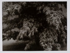 Vintage Hideoki, Black 
White Photography, Snow Covered Tree, Japan, 1978