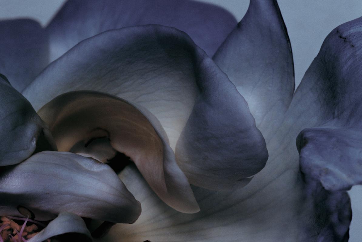 Photographies, photographies, fleurs, roses - Noir Color Photograph par Nick Knight