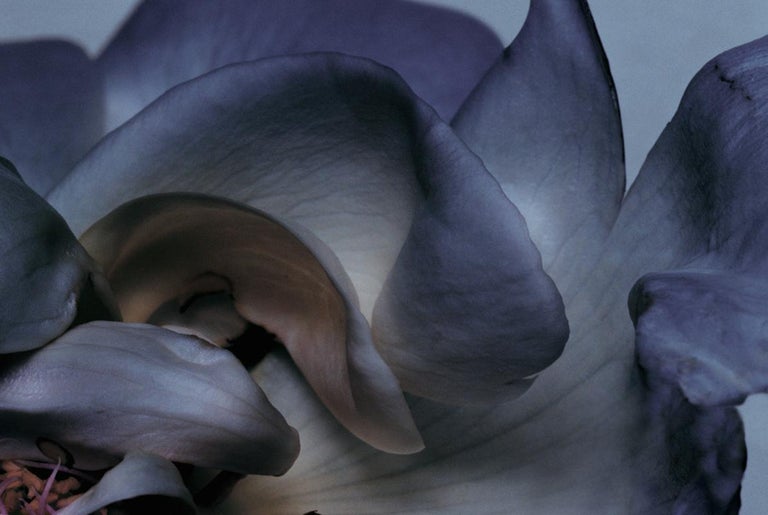Nick Knight Rose Photography, Photographs, Flowers