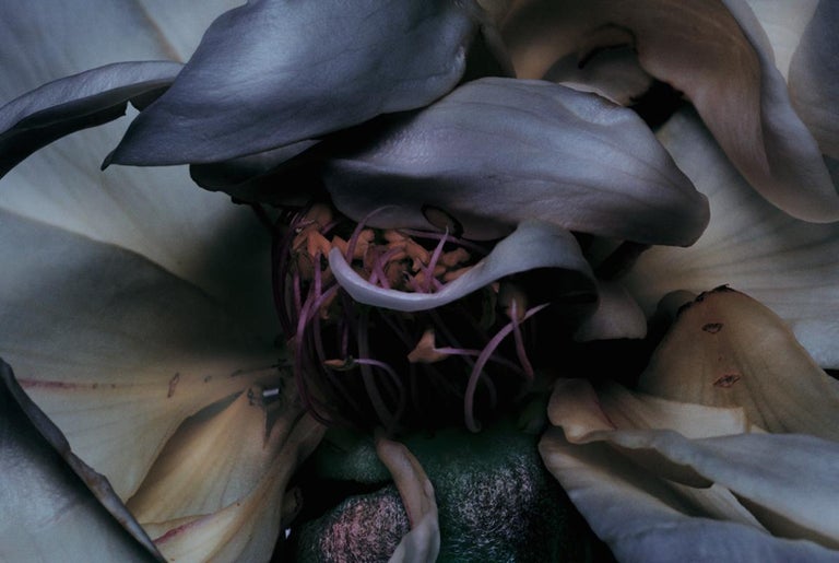 Nick Knight Rose Photography, Photographs, Flowers