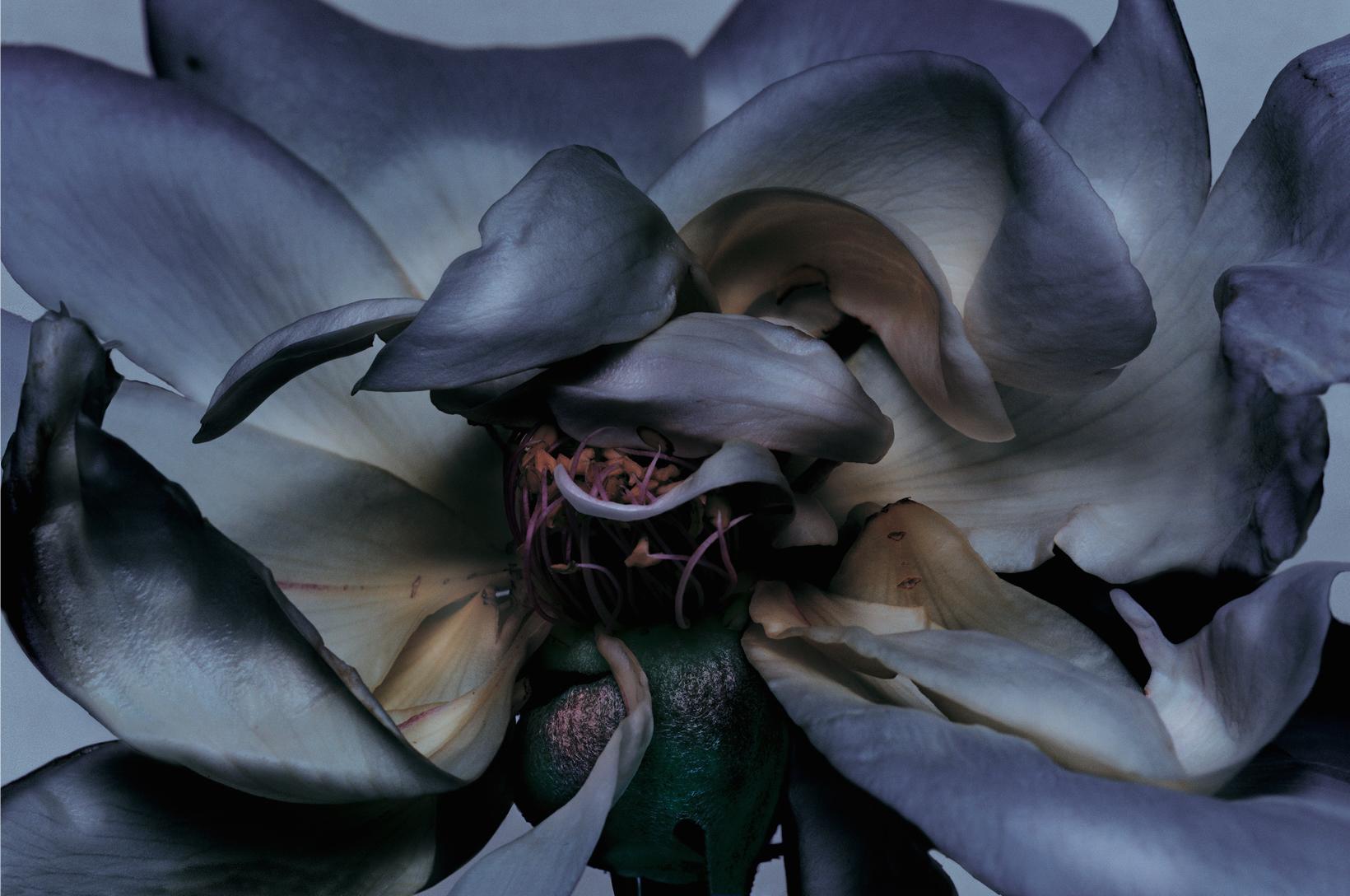 Color Photograph Nick Knight - Photographies, photographies, fleurs, roses