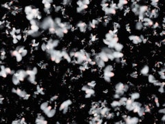 Angel – Nick Knight, Flies, Black, White, Photography, Pattern, Contemporary